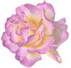 rodinrose